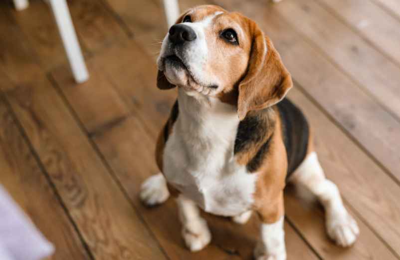 Comportement canin : Pourquoi votre chien est-il attiré par l’herbe et quels sont les impacts sur sa santé ?