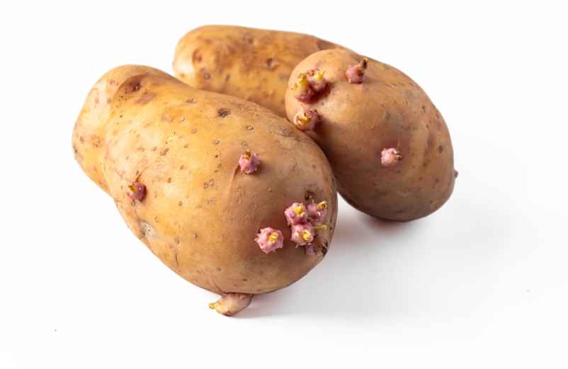 Sécurité alimentaire : Les risques de consommer des pommes de terre germées
